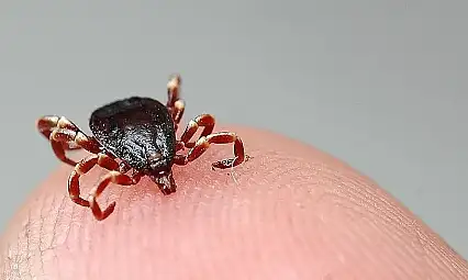 Kene vakalarındaki artış halk sağlığını tehdit ediyor