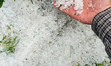 Tomarza'da Dolu Felaketi: Buğday Tarlaları Zarar Gördü