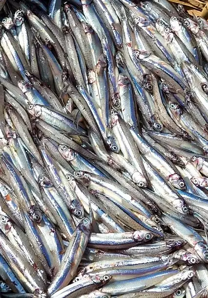 Doğu Karadeniz'den 10 ayda 29 ülkeye su ürünü ihracatı