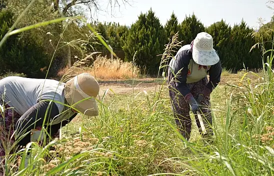 Çiftçiye 476 Milyon TL destek ödemesi