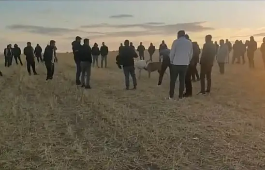 Kayseri'de köpek dövüştüren 13 kişi suçüstü yakalandı!