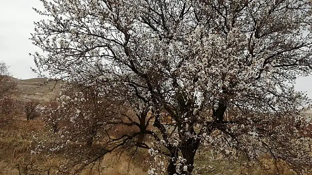 Badem ağaçları baharı müjdeledi