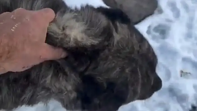 Başı kayaların arasına sıkışan köpek kepçeyle kurtarıldı