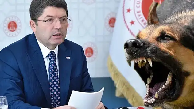 Başıboş saldırılarla ilgili ihmallere soruşturma