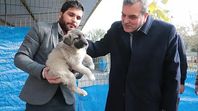 BAŞKAN BEYAZGÜL, 'HAYVAN SATIN ALMAYIN SAHİPLENİN'
