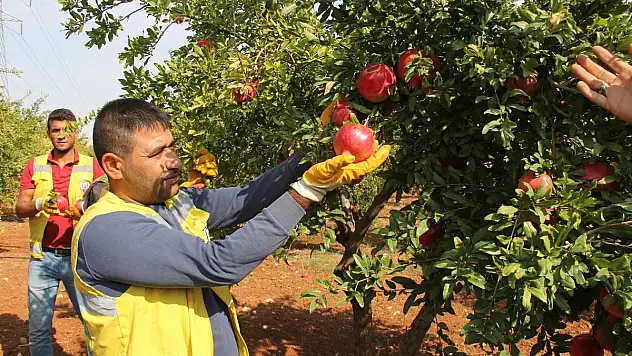 BÜYÜKŞEHİR'DEN MEYVE İKRAMI