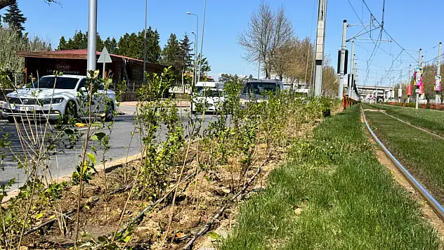 Büyükşehir'den Tramvay Hatlarına Yeşil Dokunuş
