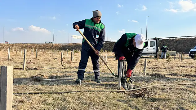 Büyükşehir'den yeşil Kayseri'ye 3 bin 200 fidan