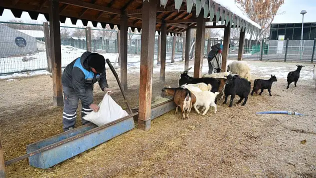 Büyükşehir'den Hayvanat Bahçesi'ne Kış Desteği