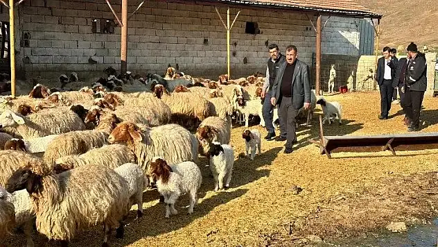 Depremden etkilenen yetiştiricilere 43 bin küçükbaş hayvan