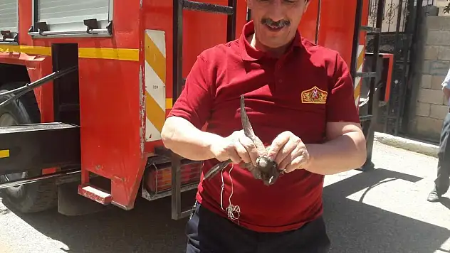 EBABİL KUŞUNU İTFAİYE KURTARDI