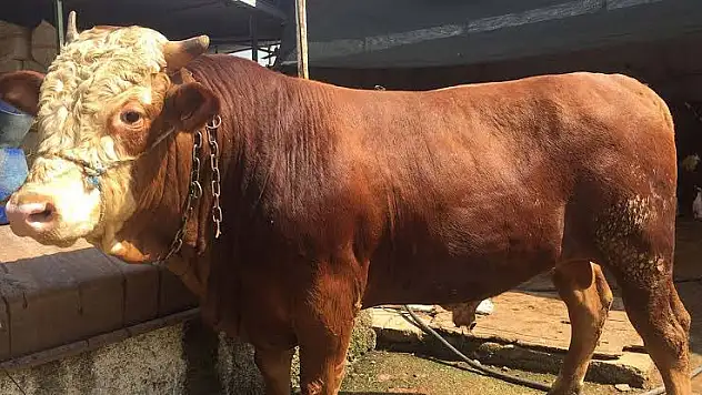 En düşük kurbanlık 7 bin lira