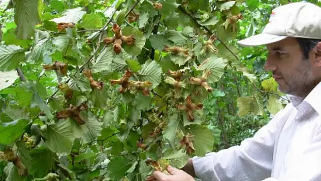 Fındığın 200 yıllık makus talihi değişecek
