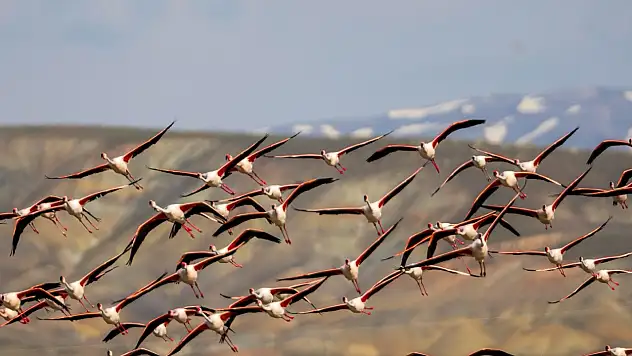 Flamingolar Tuzla Palas Gölü'ne Döndü