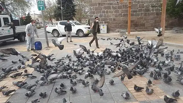Güvercinleri yemleme