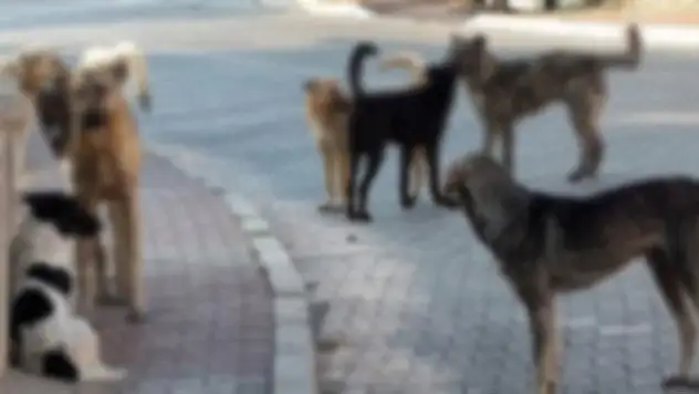 Hacılar'da çocuğa 25 köpek saldırmış
