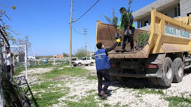 HALİLİYE KIRSALINA FİDAN DAĞITIMI SÜRÜYOR