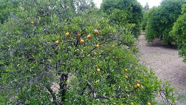 Hatay da çöl sıcaklığı narenciyeyi vurdu
