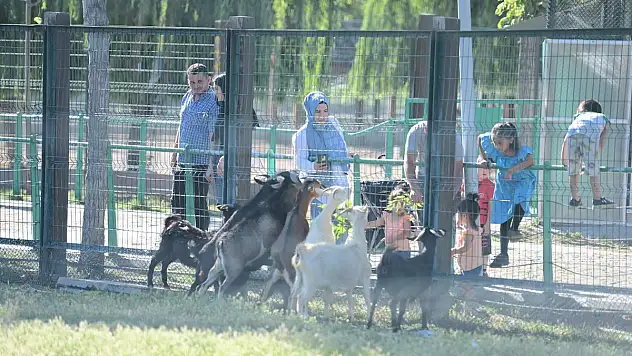 HAYVANAT BAHÇESİNE ZİYARETÇİ AKINI
