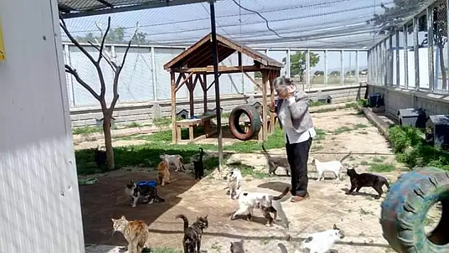 Hayvanlar için yem bırakıldı