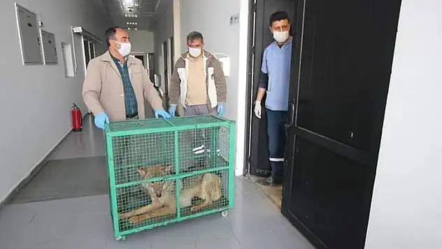 İyileşen Yaralı kurt doğaya tekrar bırakıldı