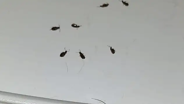 Kahramanmaraş da böcek sorunu