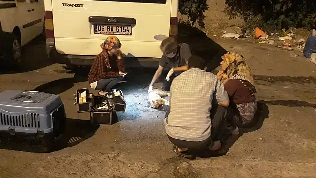 Kahramanmaraş da yaralı kediye müdahale