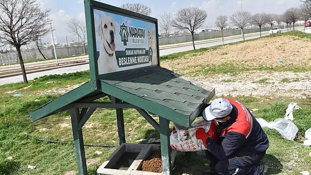 KARATAY BELEDİYESİ SOKAK HAYVANLARINI UNUTMUYOR