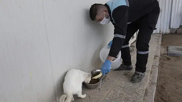 Kayseri büyükşehir, patili dostlara modern tesislerde sahip çıkıyor