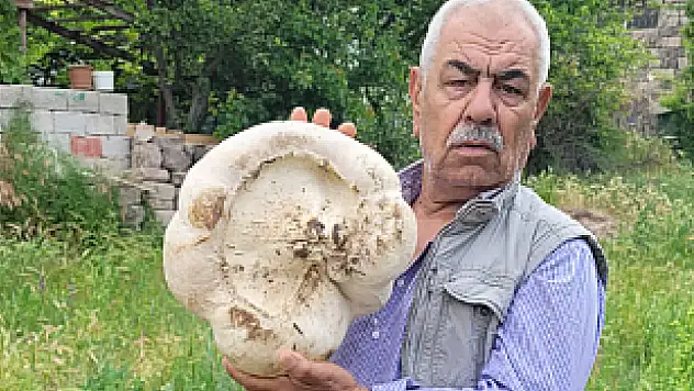 Kayseri'de 3 kilo 400 gram mantar buldu