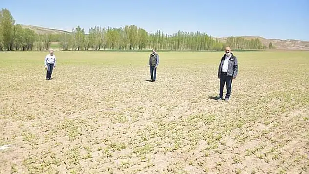 Kayseri de hububat ve kenevir ekimi
