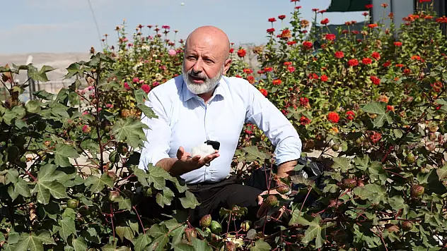 Kayseri'de pamukla yeni tarım dönemi