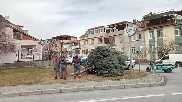 Kayseri'de şiddetli rüzgar ağacı kökünden söktü