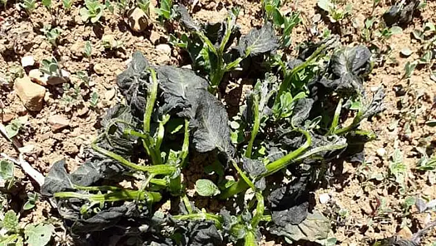 Kayseri don olayı büyük zarar verdi