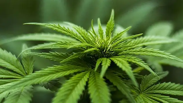 Kayseri'nin de aralarında bulunduğu 21 ilde kenevir yetiştirilecek