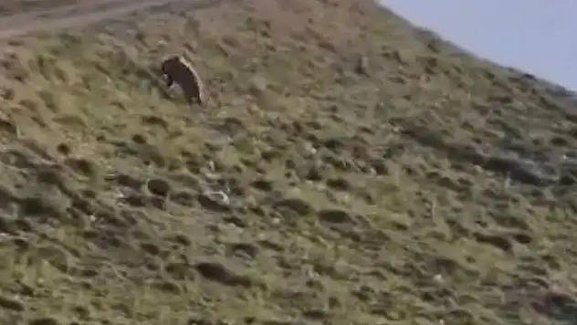 Kayseri'nin Özvatan ilçesinde dağlık alanda ayı görüldü