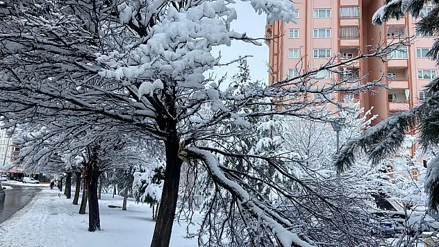 Kayseri TOKİ'de kar sonrası ağaçlar çöktü