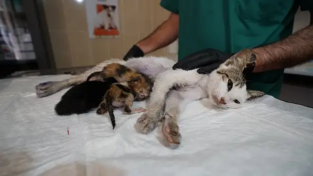 Kedi süt anne