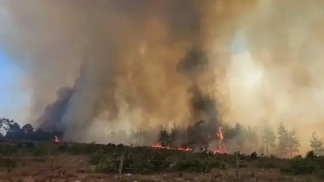 Kocaeli İzmit'te orman yangını