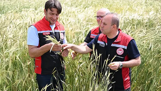 Kocasinan'da Ayçiçeği ve Hububat Tarlalarına Yakın Takip