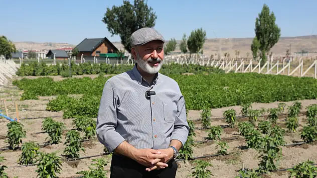 Kocasinan'dan üreticiye kapya biberi desteği