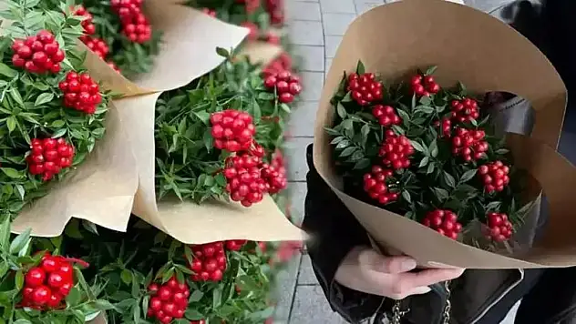 Kokina çiçeğine inanmayın!