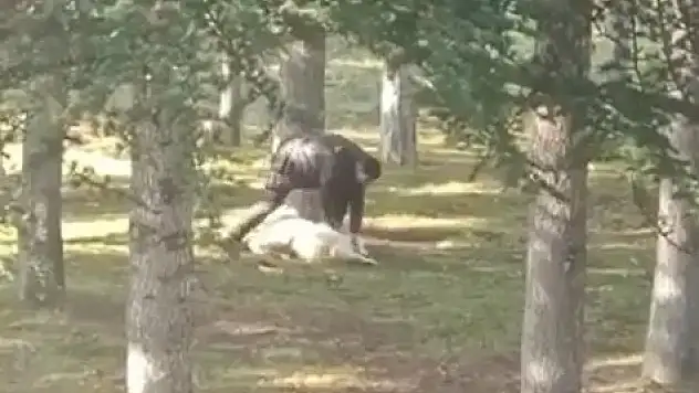 Köpeğe işkence eden kişi yakalandı