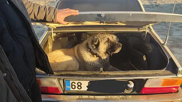 Köpek Dövüşüne ceza yağdı