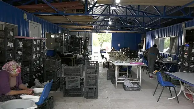 Kültepe Kaniş Karum'da kazılar yeniden başladı