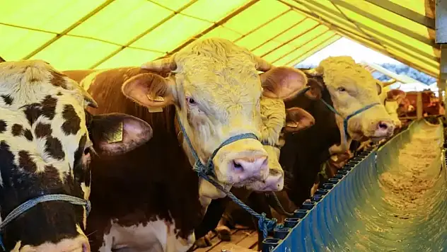 Kurban Bayramı Öncesi Hayvan Sevkiyatlarına Sıkı Denetim