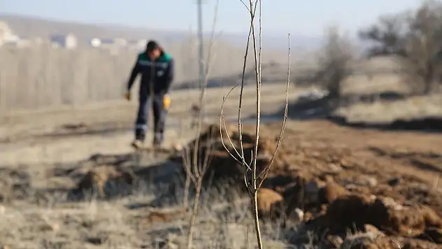 MAHLEP DİKİLİYOR, KİRAZA DÖNÜŞÜYOR