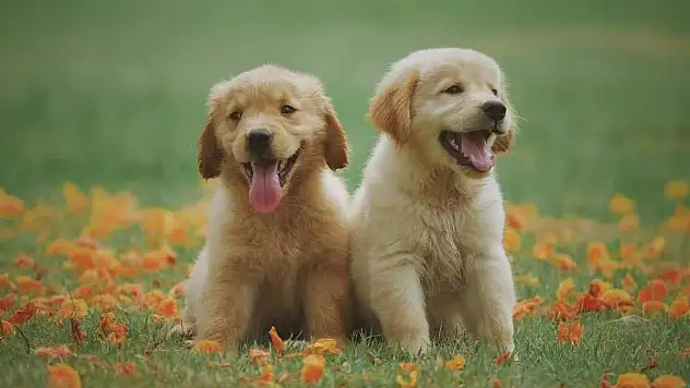 ÖTANAZİ DOĞRU BİR ÇÖZÜM DEĞİL