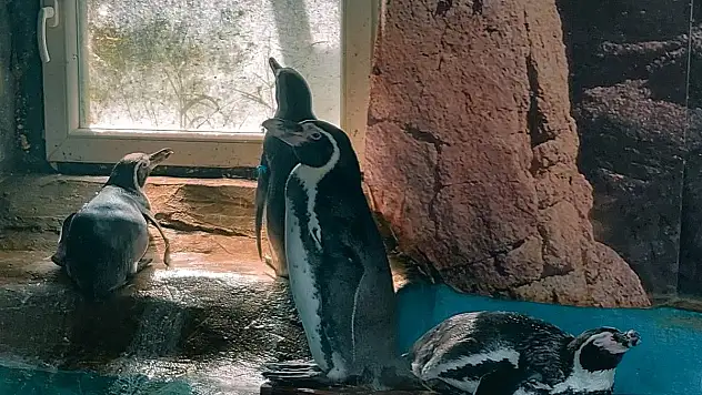 Penguenler de kuş gribinden öldü