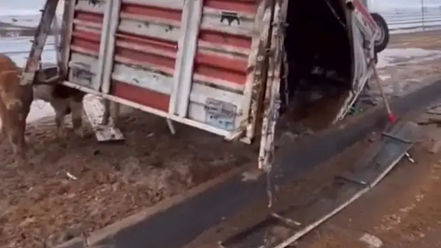 Pınarbaşı'nda Hayvan Yüklü Kamyonet Takla Attı